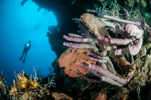 The giant Sponge Petrosia lignosa, Aplysina cauliformis and Aplysina ficiformis in Gorontalo, Indonesia underwater photo — Stock Photo, Image