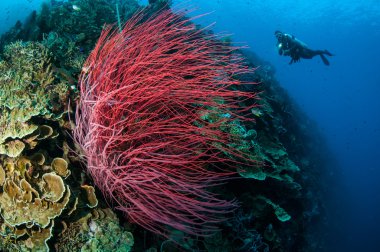 Sea whip Ellisella grandis in Gorontalo, Indonesia underwater clipart