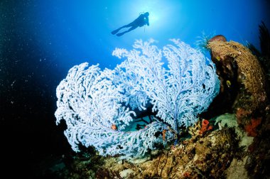 Mavi nadir deniz fan Subergorgia sp. Gorontalo, Endonezya.