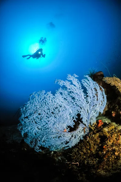 Blue rare Sea fan Subergorgia sp. in Gorontalo, Indonesia. — Stock Photo, Image