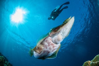 Broadclub mürekkep balığı Gorontalo, Endonezya sualtı fotoğraf sepya latimanus.