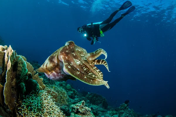 Broadclub mątwy Sepia latimanus w zdjęcie podwodne Gorontalo, Indonezja. — Zdjęcie stockowe