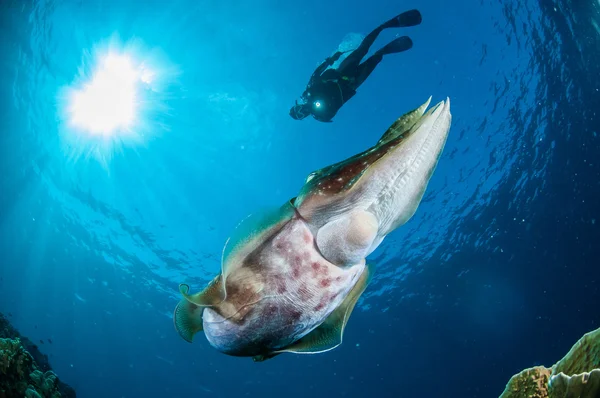 Broadclub cuttlefish Sepia latimanus in Gorontalo, Indonesia underwater photo. — Stock Photo, Image