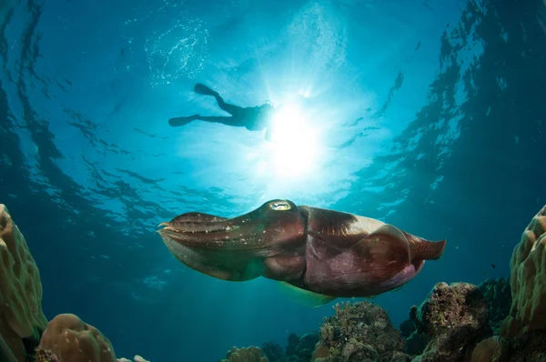 Broadclub cuttlefish Sepia latimanus in Gorontalo, Indonesia underwater photo — Stock Photo, Image