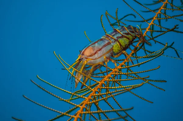 Berried shrimp in Gorontalo, Indonesia underwater photo. — Stock Photo, Image