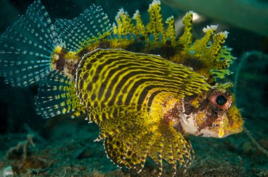 Sivriburun lionfish Dendrochyrus brachypterus Gorontalo, Endonezya sualtı fotoğraf.