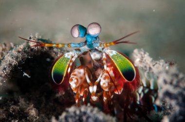 Peacock mantis shrimp in Gorontalo, Indonesia underwater photo clipart