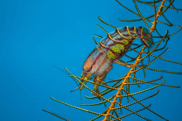 Ягодные креветки в Горонтало, Индонезия подводное фото . — стоковое фото
