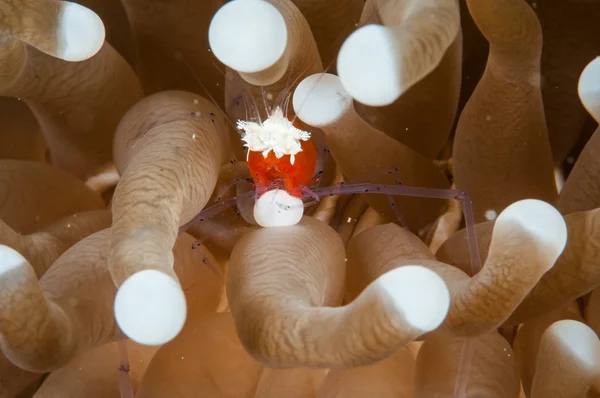 Cuapetes kororensis shrimp inside Sarcophyton sp mushroom leather sponge in Gorontralo, Indonesia underwater photo. — Stock Photo, Image