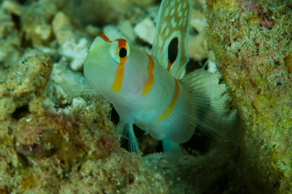 Amblyeleotris randalli, randall räkor smörbult i Gorontalo, Indonesien undervattensfoto. — Stockfoto