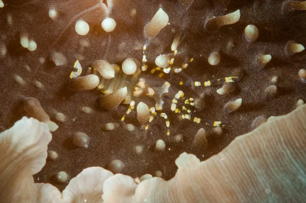 Camarones carideos en los gasterópodos en Gorontalo, Indonesia foto submarina . — Foto de Stock