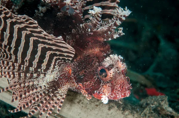 Shortfin lionfish Dendrochyrus brachypterus in Gorontalo, Indonesia underwater photo. — Stock Photo, Image