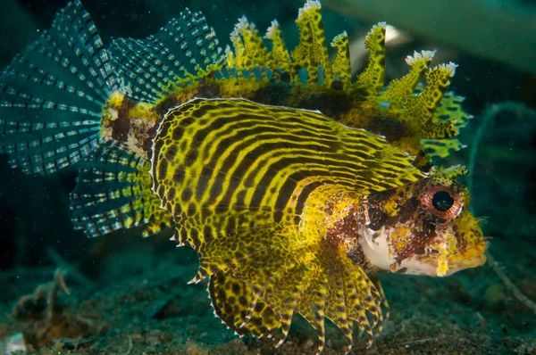 短鳍狮子鱼在哥伦，印度尼西亚水下照片 Dendrochyrus brachypterus. — 图库照片