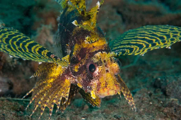 Shortfin lionfish Dendrochyrus brachypterus in Gorontalo, Indonesia onderwater foto. — Stockfoto