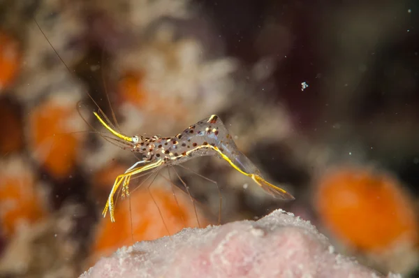 Urocaridella gamberetti a Gorontalo, Indonesia foto subacquee . — Foto Stock