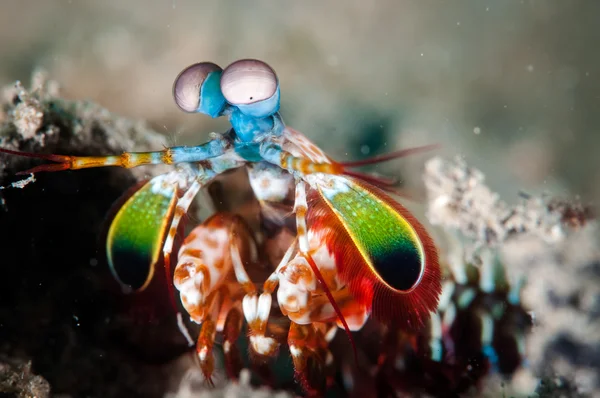 Павич mantis креветки в Gorontalo, Індонезія підводні фото — стокове фото