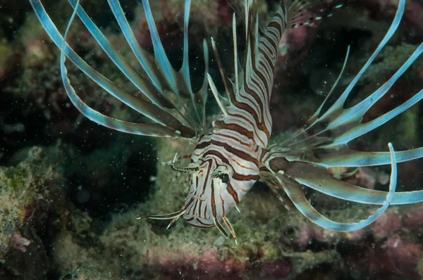 Pterois volitans v podvodní fotografii Gorontalo, Indonésie. — Stock fotografie