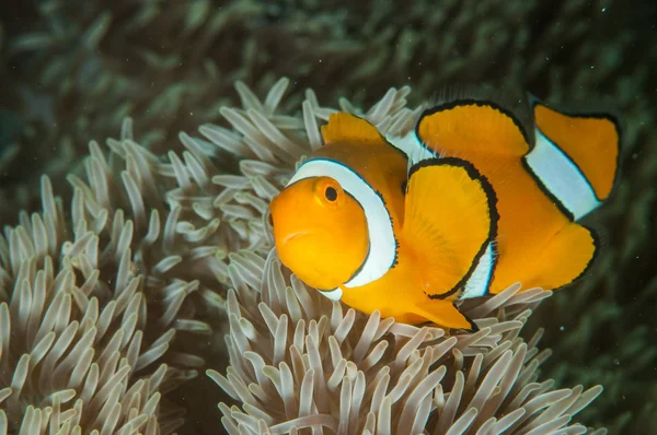 Bohóc anemonfish Amphiprion ocellaris az úszás, a víz alatti fotó Gorontalo, Indonézia — Stock Fotó