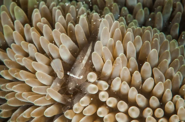 Shrimp in Gorontalo, Indonesia underwater photo. — Stock Photo, Image