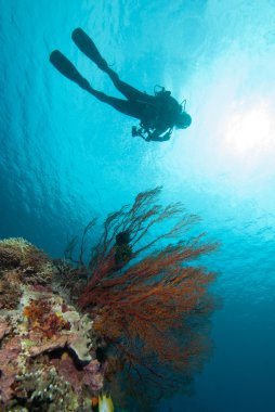 Yüzme, deniz Fan Anella Mollis Gili, Lombok, Nusa Tenggara Barat, Endonezya sualtı fotoğraf içinde dalgıç
