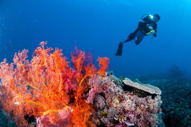 Yüzme, deniz Fan Anella Mollis Gili, Lombok, Nusa Tenggara Barat, Endonezya sualtı fotoğraf içinde dalgıç