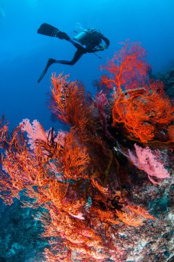 Yüzme, deniz Fan Anella Mollis Gili, Lombok, Nusa Tenggara Barat, Endonezya sualtı fotoğraf içinde dalgıç