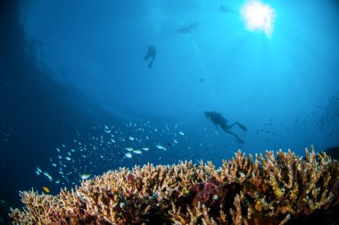 Çeşitli resif balıkları sert mercan Acropora Gili, Lombok, Nusa Tenggara Barat, Endonezya sualtı fotoğraf yukarıda yüzüyor