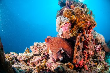 Gün ahtapot cyanea Coral Gili, Lombok, Nusa Tenggara Barat, Endonezya sualtı fotoğraf içinde