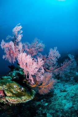 Deniz fan Annela mollis Gili, Lombok, Nusa Tenggara Barat, Endonezya sualtı fotoğraf içinde
