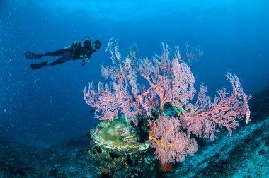 Yüzme, deniz Fan Anella Mollis Gili, Lombok, Nusa Tenggara Barat, Endonezya sualtı fotoğraf içinde dalgıç