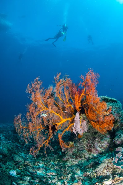 Immersioni subacquee, Fan del Mare Anella Mollis a Gili, Lombok, Nusa Tenggara Barat, Indonesia foto subacquee — Foto Stock