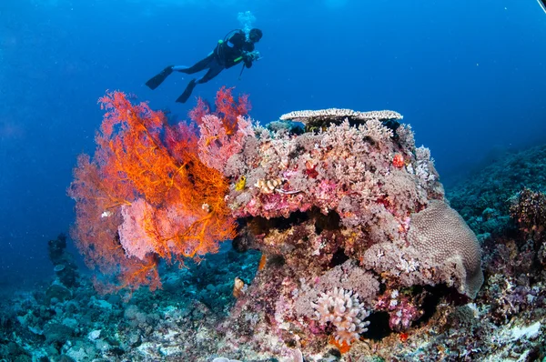 Diver swimming, sea fan Anella mollis in Gili, Lombok, Nusa Tenggara Barat, Indonesia underwater photo — Stock Photo, Image