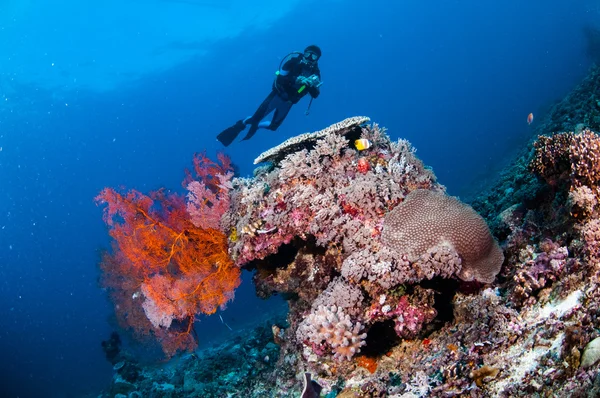 Diver swimming, sea fan Anella mollis in Gili, Lombok, Nusa Tenggara Barat, Indonesia underwater photo — Stock Photo, Image