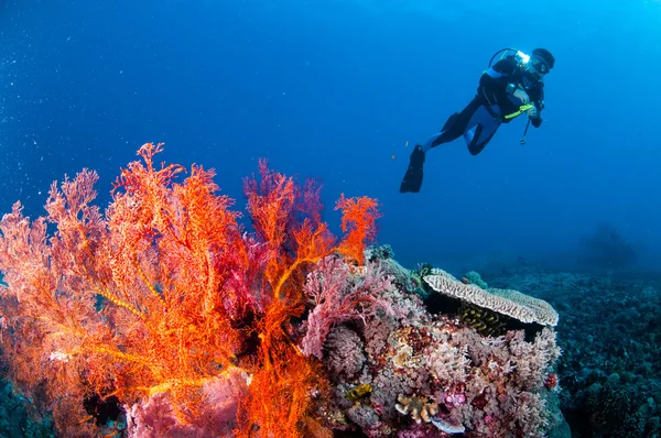 Diver swimming, sea fan Anella mollis in Gili, Lombok, Nusa Tenggara Barat, Indonesia underwater photo — Stock Photo, Image