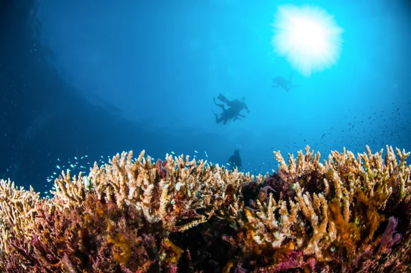 Varios peces de arrecife están nadando por encima de coral duro Acropora en Gili, Lombok, Nusa Tenggara Barat, Indonesia foto submarina — Foto de Stock