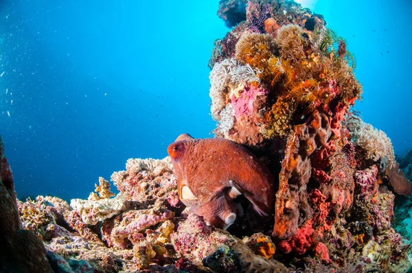 Día Octopus cyanea en el coral en Gili, Lombok, Nusa Tenggara Barat, Indonesia foto submarina —  Fotos de Stock