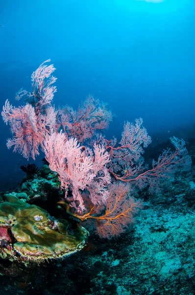 Sea fan ingegardlindgren mollis i Gili, Lombok, Nusa Tenggara Barat, Indonesien undervattensfoto — Stockfoto