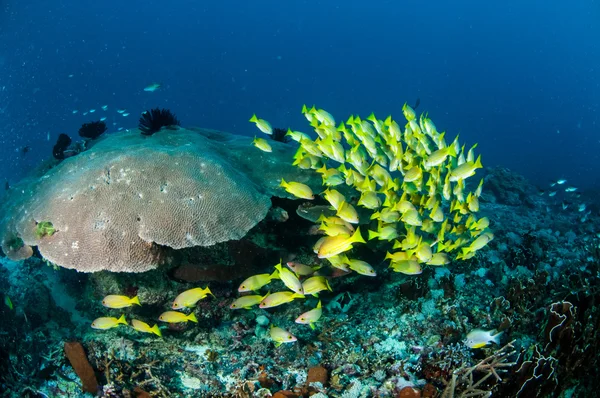 Schooling bluestripe snapper Lutjanus kasmira, great star coral in Gili,Lombok,Nusa Tenggara Barat,Indonesia underwater photo — Stock Photo, Image