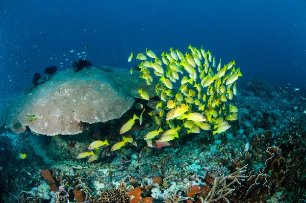 Schooling bluestripe snapper Lutjanus kasmira, great star coral in Gili,Lombok,Nusa Tenggara Barat,Indonesia underwater photo — Stock Photo, Image