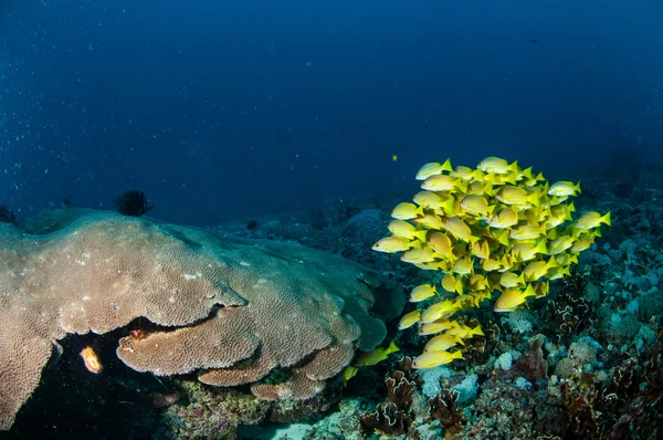 Schooling bluestripe snapper Lutjanus kasmira, great star coral in Gili,Lombok,Nusa Tenggara Barat,Indonesia underwater photo — Stock Photo, Image