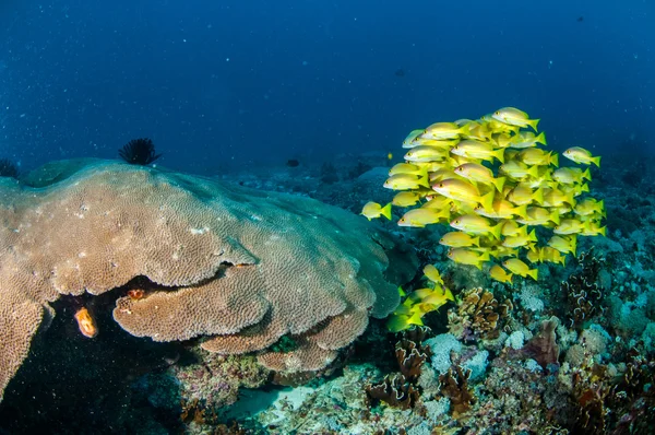 Bluestripe balığı Lutjanus kasmira, büyük yıldız mercan Gili, Lombok, Nusa Tenggara Barat, Endonezya sualtı fotoğraf okullaşma — Stok fotoğraf