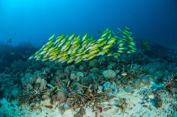 Školní bluestripe chňapal Lutjanus kasmira v Gili, Lombok, Nusa Tenggara Barat Indonésie podvodní fotografie — Stock fotografie