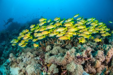 Bluestripe balığı Lutjanus kasmira Gili, Lombok, Nusa Tenggara Barat, Endonezya sualtı fotoğraf okullaşma