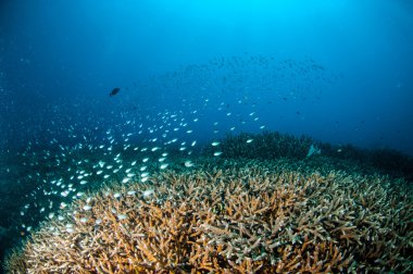 Balık mercan resifleri Gili, Lombok, Nusa Tenggara Barat, Endonezya sualtı fotoğraf yukarıda okullaşma