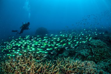 Diver and schooling fish above the coral reefs in Gili, Lombok, Nusa Tenggara Barat, Indonesia underwater photo clipart