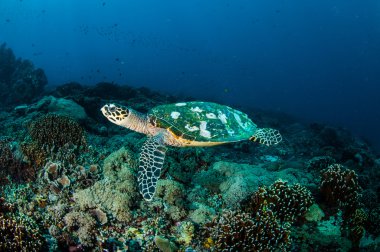 Hawksbill deniz Kaplumbağa yüzme Gili, Lombok, Nusa Tenggara Barat, Endonezya sualtı fotoğraf mercan kayalıkları çevresinde