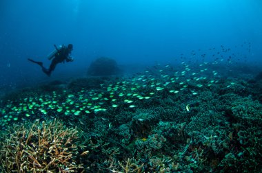 Dalgıç ve okullaşma balık Gili, Lombok, Nusa Tenggara Barat, Endonezya sualtı fotoğraf mercan kayalıkları üzerinde