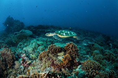Hawksbill deniz Kaplumbağa yüzme Gili, Lombok, Nusa Tenggara Barat, Endonezya sualtı fotoğraf mercan kayalıkları çevresinde