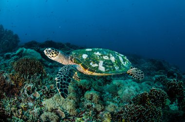 Hawksbill deniz Kaplumbağa yüzme Gili, Lombok, Nusa Tenggara Barat, Endonezya sualtı fotoğraf mercan kayalıkları çevresinde