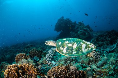 Hawksbill deniz Kaplumbağa yüzme Gili, Lombok, Nusa Tenggara Barat, Endonezya sualtı fotoğraf mercan kayalıkları çevresinde